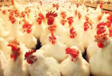 بورصة الدواجن