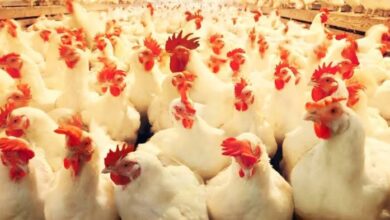 بورصة الدواجن