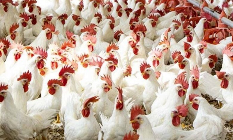 أسعار الدواجن البيضاء اليوم