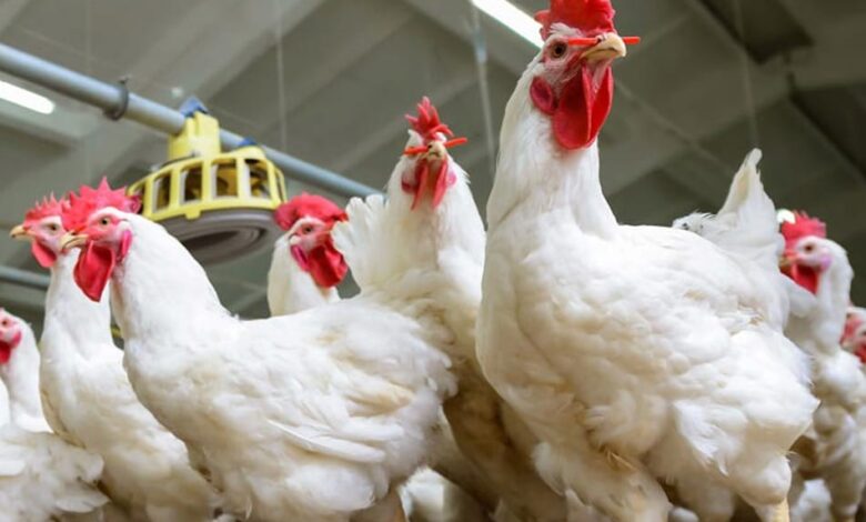 أسعار الدواجن اليوم الأربعاء 10-12-2025