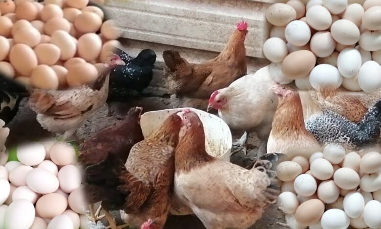 سعر الدواجن اليوم في السوق المصري