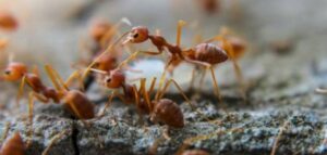 تفسير حلم ضرب النمل في المنام