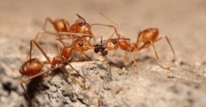 تفسير حلم ضرب النمل في المنام