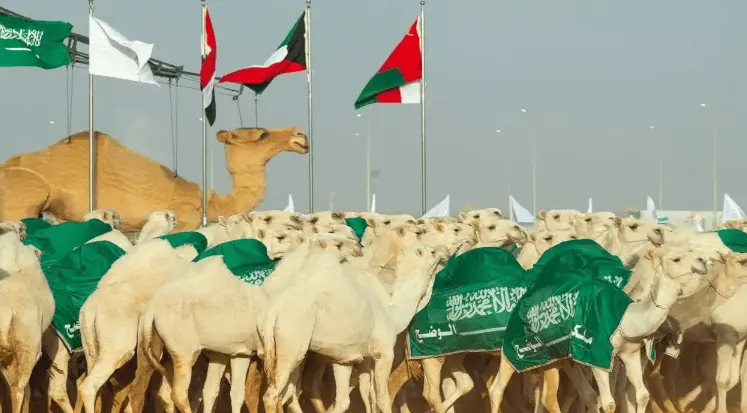 مهرجان الملك عبد العزيز للإبل 1445