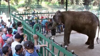 موعد افتتاح حديقة الحيوان بالجيزة