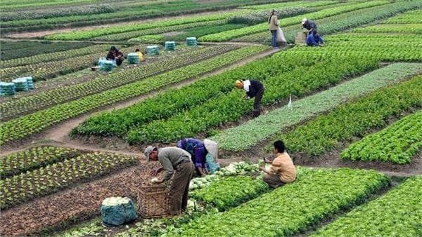 أفضل 8 محاصيل زراعية تحقق أرباحًا عالية هذا الموسم 2026