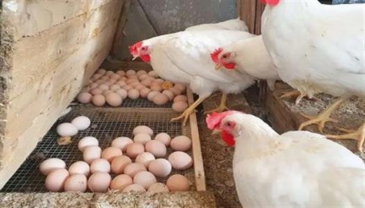 أسعار الفراخ اليوم