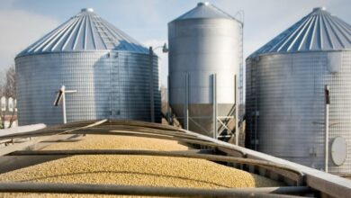 مصر تتحرك لإنشاء مركز عالمي للحبوب