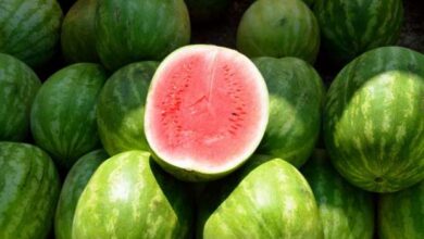 حقيقة البطيخ المسرطن